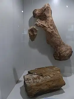 „Schwebender“ Faustkeil, Belegstück für den Neandertaler