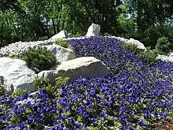 Alpiner Steingarten mit Blumenbeeten