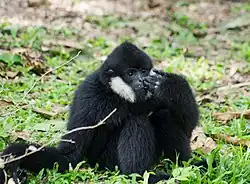 Nördlicher Weißwangen-Schopfgibbon, Männchen