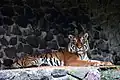 Sibirischer Tiger