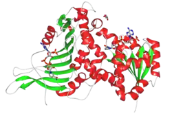 Glucose-6-phosphat-Dehydrogenase