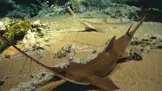 Japanische Sägehaie