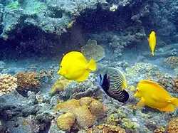 Fische vor der Insel Ani-jima