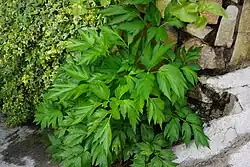 Ashitaba (Angelica keiskei) (ähnlich sind Arznei-Engelwurz, Wald-Engelwurz)