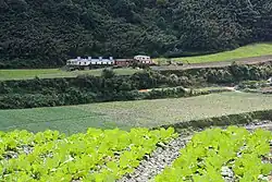 Shengfeng-Teeplantagen