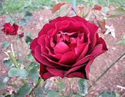 'Francis Dubreuil', 1894