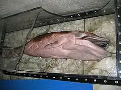 Beschädigtes Exponat eines Wales der Gattung Balaenoptera im Whale & Marine Science Museum (8. Juni 2011)