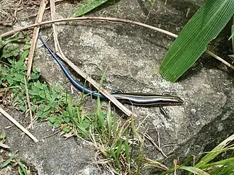 Plestiodon elegans – in Japan auf den Senkaku-Inseln verbreitet