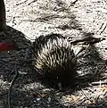 Kurzschnabeligel (Tachyglossus aculeatus)