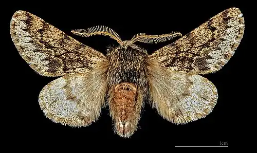 Apocheima hispidaria hispidaria ♂