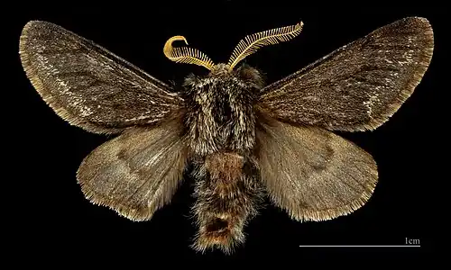 Apocheima hispidaria f. Obscura ♂