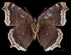 Abweichende Form Ex larva ♂ △