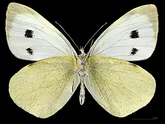 Pieris brassicae ♀ △