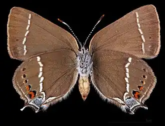 Satyrium spini ♂ △