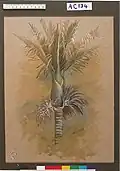 Nikau-Palme, ca. 1920