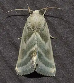 Schinia trifascia