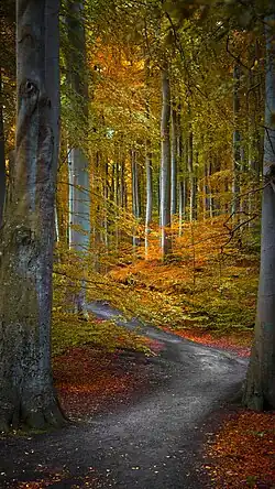 Hochuferweg Granitz im Herbst