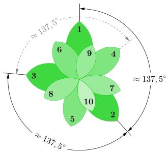 Blattstand einer Pflanze mit einem Blattabstand nach dem Goldenen Winkel