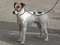 Fox Terrier (Smooth)