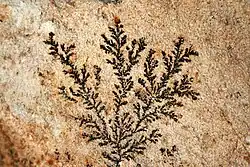 Mangan-Dendriten auf vulkanischem Gestein