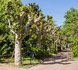 Baumreihe aus beschnittenen Platanen in Deidesheim
