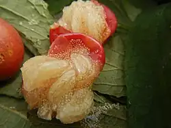 Fruchtfleisch und Samen