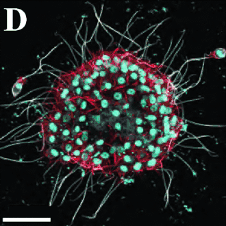 Große Kolonie von B. monosierra (Durch­messer 58&nbsp;µm). Balken: 20&nbsp;µm.
