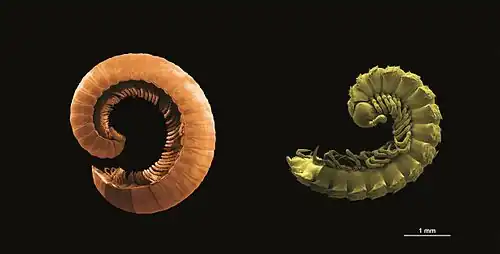 Doppelfüßer, wissenschaftliche Fotografie