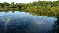 See im Weingartener Moor