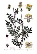 Illustration aus dem Atlas des plantes de France