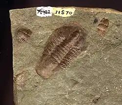 Trilobitenreste von Glossopleura producta und Amecephalus althea