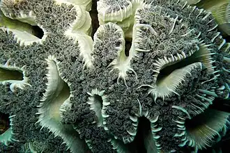 Euphyllia-Steinkoralle