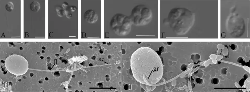 Morphologie und Lebensformen[A. 10]
