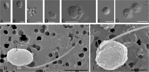 Morphologie und Lebensformen[A. 5]