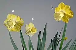 Narzissen mit „Color break“ – ein Symptom des Narzissen-Mosaikvirus (NMV) (A, B) und eine normale Blüte (C)