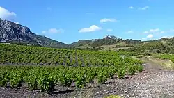 Weinfeld bei Maury; Felsen und Burg Quéribus im Hintergrund