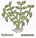 Herbarius Moguntinus 1484