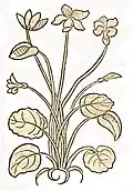 Hortus sanitatis 1491