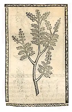 Hieronymus Brunschwig 1500