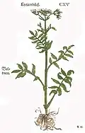 Otto Brunfels 1532 Valeriana officinalis