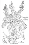 Leonhart Fuchs 1543 Verbascum phlomoides