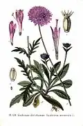 Illustration aus dem Atlas des plantes de France
