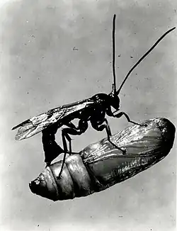 Apechthis ontario ♀ bei der Eiablage