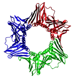 Proliferating-Cell-Nuclear-Antigen