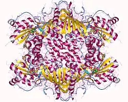 Argininosuccinat-Synthase