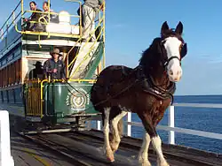 Die Victor Harbor Horse Drawn Tram wird von Clydesdale-Pferden gezogen