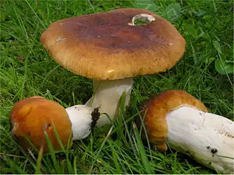 Wiesel-Täubling (Russula mustelina)