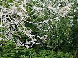 Gespinste auf kahlgefressenem Baum