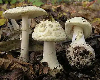 Gelber Knollenblätterpilz (Amanita citrina)