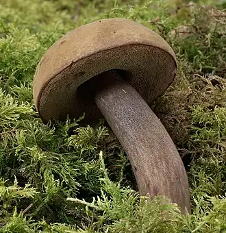 Düsterer Röhrling (Porphyrellus porphyrosporus)